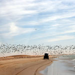 Plage et oiseaux sur le littoral mauritanien