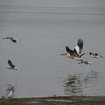 Oiseaux migrateurs du Banc d'Arguin, en Mauritanie