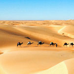 Chameaux à travers les dunes, en Mauritanie