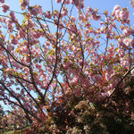 八重桜もまだまだ盛り