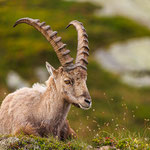 Alpensteinbock (Capra ibex) 