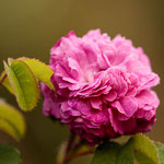 Rose Cramoisi Picoté