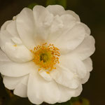 Rose Schneezwerg