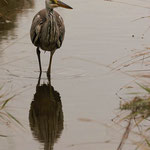 Graureiher (Ardea cinerea)