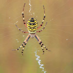 Wespenspinne (Argiope bruennichi) auch Zebraspinne, Tigerspinne oder Seidenbandspinne