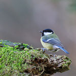 Kohlmeise (Parus major)