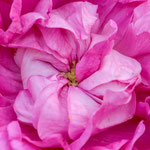 Rose Petite Orléanaise