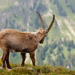 Alpensteinbock (Capra ibex) 