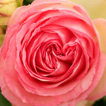 Rose Mirato