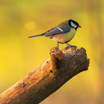 Kohlmeise (Parus major)