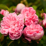 Rose Salet