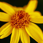 Arnika - Arnica montana