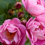 Rose Magnifica