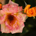 Rose Laura Ford