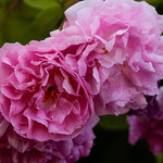 Rose Magnifica