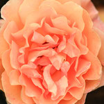 Rose Whisky