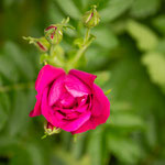 Rosa Rotes Meer