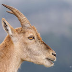 Alpensteinbock (Capra ibex) 