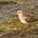 Alpenstrandläufer - Calidris alpina