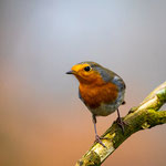 Rotkehlchen (Erithacus rubecula)