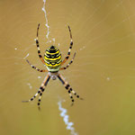 Wespenspinne (Argiope bruennichi) auch Zebraspinne, Tigerspinne oder Seidenbandspinne