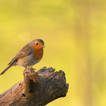 Rotkehlchen (Erithacus rubecula)