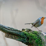 Rotkehlchen (Erithacus rubecula)
