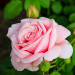 Rose Frédéric Mistral