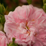 Rose Agathe Incarnata