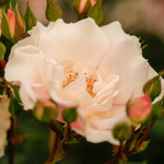 Rose Vogelpark Walsrode