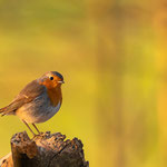 Rotkehlchen (Erithacus rubecula)