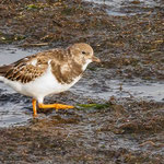 Steinwälzer Arenaria interpres