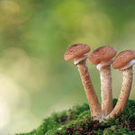 Pilzfotos - Roruper Holz