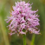 Italienisches Knabenkraut (Orchis italica)