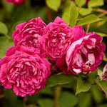 Rose Malton