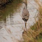 Graureiher (Ardea cinerea)