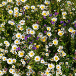 Wildblumenwiese
