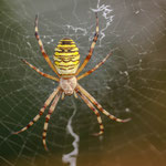 Wespenspinne (Argiope bruennichi) auch Zebraspinne, Tigerspinne oder Seidenbandspinne
