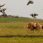 Hallig Hooge