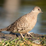 Inkatäubchen (Columbina inca)