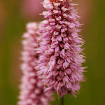 Schlangen-Wiesenknöterich - Persicaria bistorta