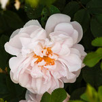 Rose Stanwell Perpetual