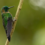 Grünstirn-Brillantkolibri (Heliodoxa jacula)