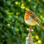 Rotkehlchen (Erithacus rubecula)