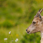 Alpensteinbock (Capra ibex) 