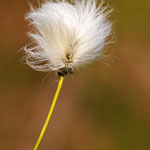 Scheiden-Wollgras - Eriophorum vaginatum