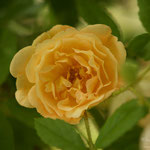 Rose Ghislaine de Féligonde