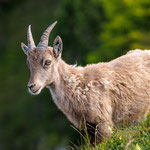 Alpensteinbock (Capra ibex) 