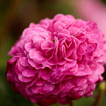 Rose Cramoisi Picoté