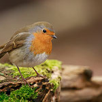 Rotkehlchen (Erithacus rubecula)